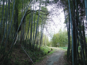 nara-horyuji1