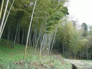 nara-horyuji3