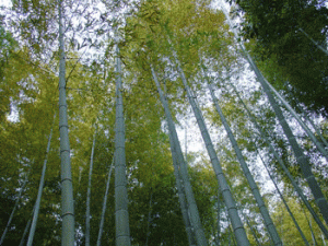 nara-horyuji4