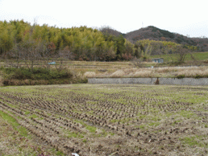 nara-horyuji7