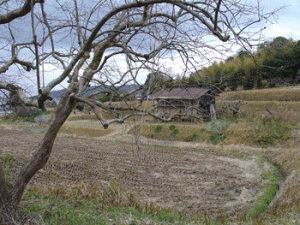 nara-horyuji8